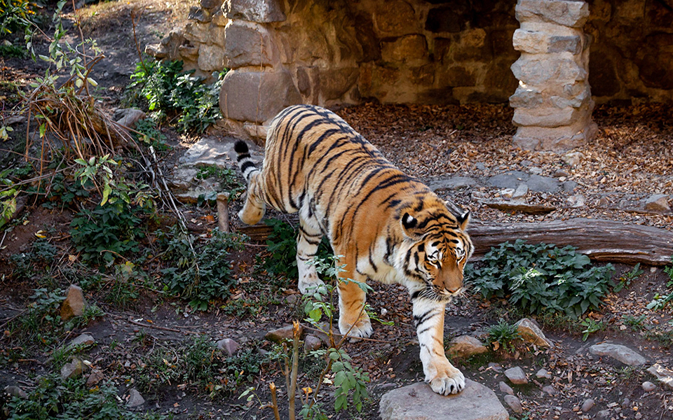 Tiger - Die Grokatzen im Zoo Aschersleben