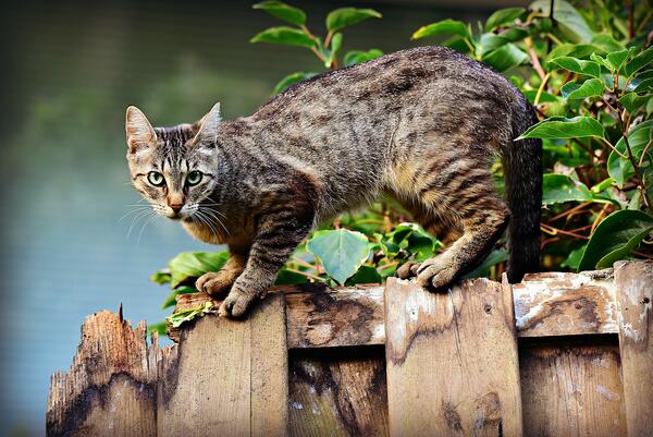 Bild vergrößern: Katzen