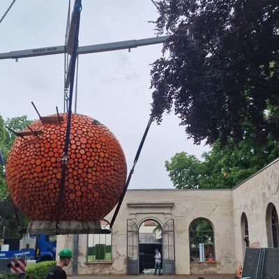 Bild vergrößern: Aus Brandenburg wurde die Orange mittels Schwerlasttransport nach Aschersleben gebracht und mit Hilfe eines Krans an ihren Standort in der Orangerie gehoben.