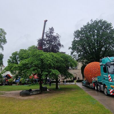 Bild vergrößern: Aus Brandenburg wurde die Orange mittels Schwerlasttransport nach Aschersleben gebracht und mit Hilfe eines Krans an ihren Standort in der Orangerie gehoben.