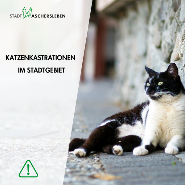 Bild vergrößern: Imagebild: Katze lehnt sich an eine Mauer an