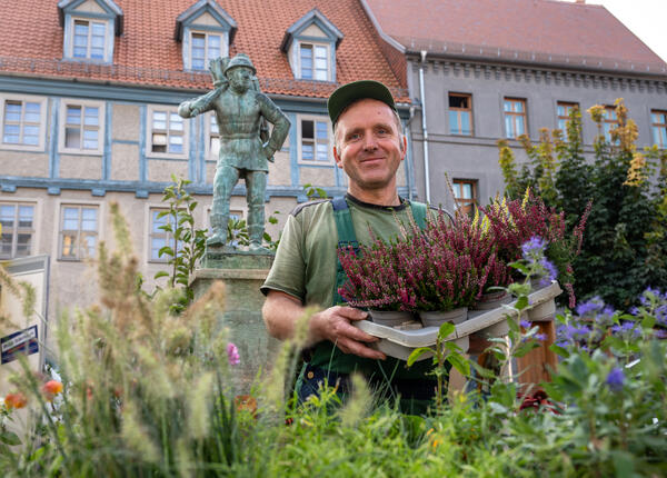 Bild vergrößern: Grner Markt in Aschersleben