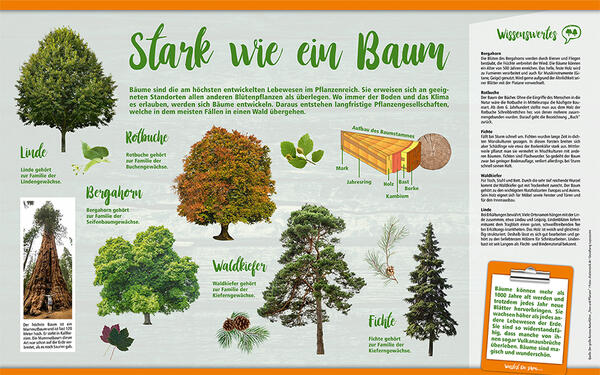 Bild vergrößern: Naturlehrpfad_Bume