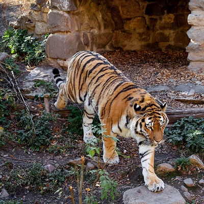 Tiger - Die Gro&szlig;katzen im Zoo Aschersleben