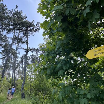 Bild vergrößern: Unterwegs im Waldpark "Alte Burg"