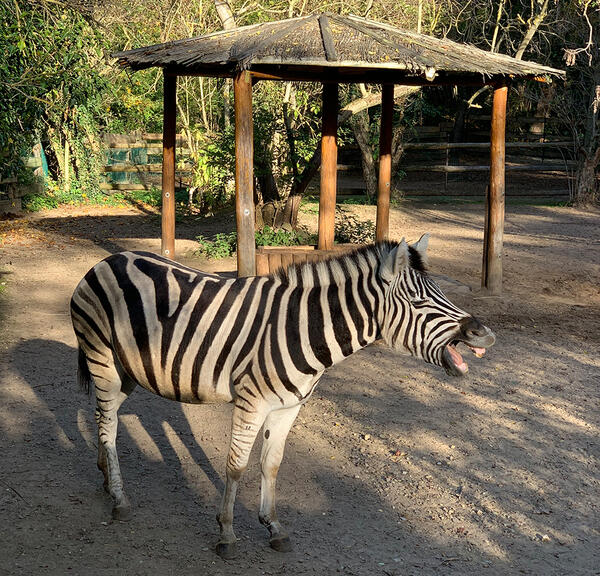 Bild vergrößern: Zebra im Zoo Aschersleben
