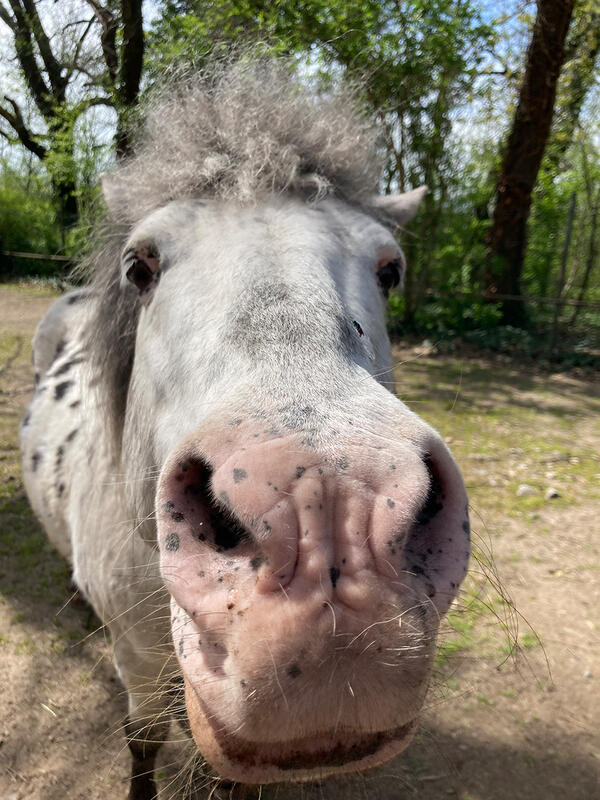 Bild vergr&ouml;&szlig;ern: Ganz nah dran an den Ponys im Zoo Aschersleben.