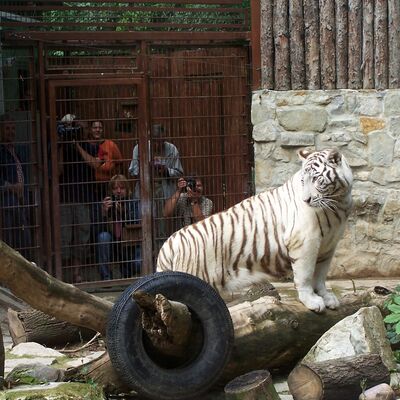 Bild vergrößern: 2006: Kiara, die erste Weiße Tigerin im Zoo