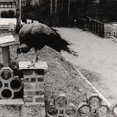 Bild vergrößern: 1989: Blick in den Tierpark Aschersleben