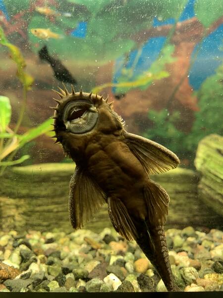 Bild vergrößern: Fische, Amphibien und Reptilien gibt es im "Kleinen Tropenhaus" zu bestaunen