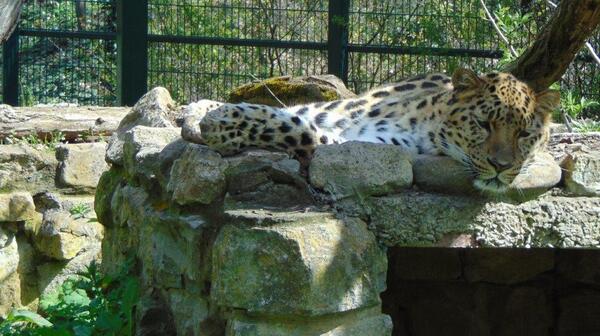 Bild vergrößern: Amurleopard