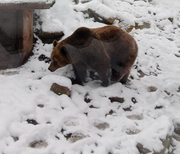 Bild vergrößern: Winterschlaf bei den Braunbren Mette und Bambam