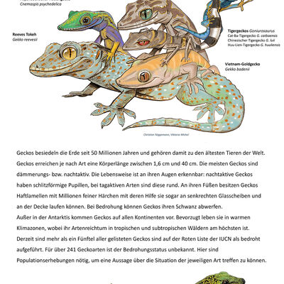 Bild vergrößern: Der gefhrdete Gecko ist Zootier des Jahres 2024.