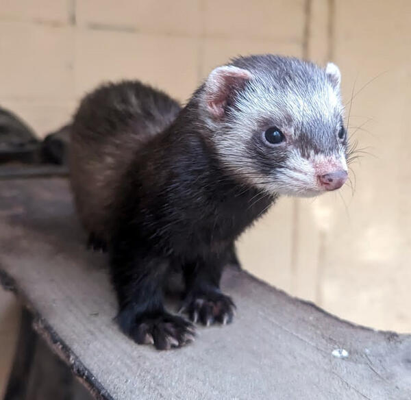 Bild vergrößern: Frettchen im Zoo Aschersleben