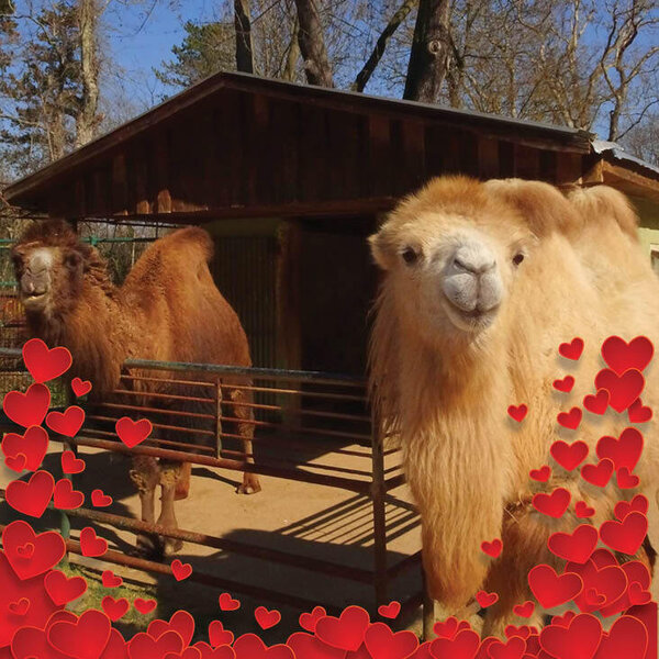 Bild vergr&ouml;&szlig;ern: Die Trampeltierdamen befinden sich auf Liebesurlaub.