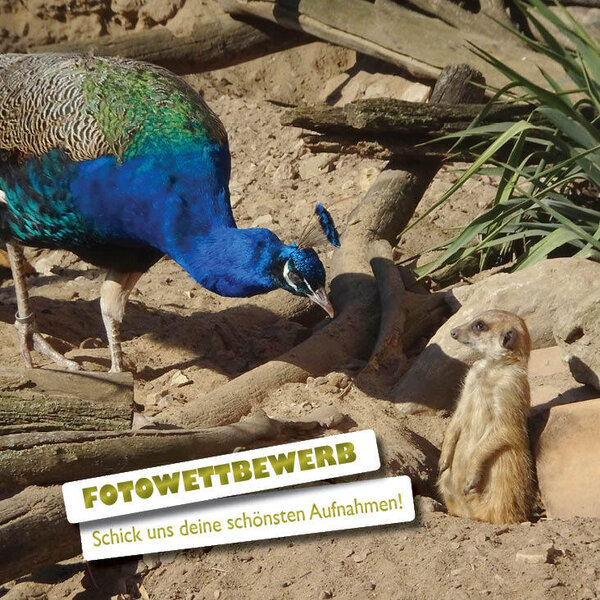 Bild vergr&ouml;&szlig;ern: Fotowettbewerb des Zoo-F�rdervereins