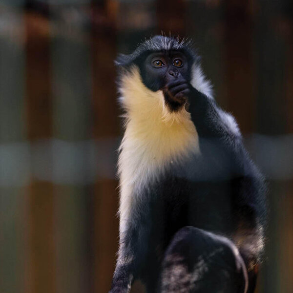 Bild vergr&ouml;&szlig;ern: Kommentierte Affenf�tterung im Zoo