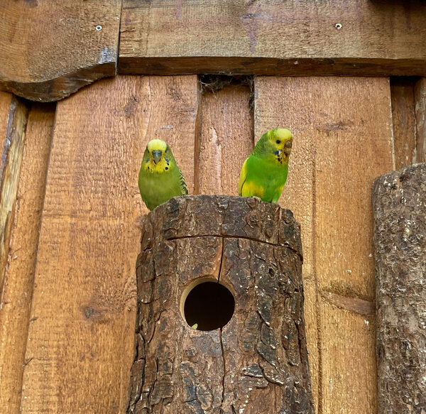 Bild vergr&ouml;&szlig;ern: Vogelvoliere mit Sittichen