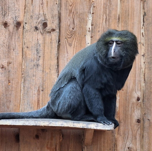 Bild vergr&ouml;&szlig;ern: Eulenkopfmeerkatze im Zoo Aschersleben