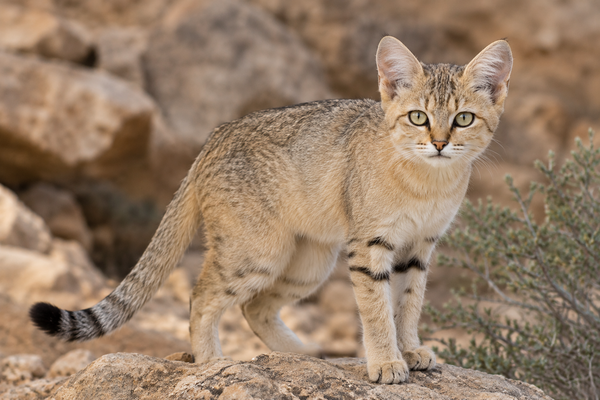 Bild vergr&ouml;&szlig;ern: Omanfalbkatze