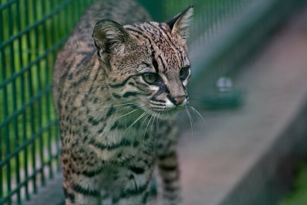 Bild vergr&ouml;&szlig;ern: Salzkatze im Zoo Aschersleben