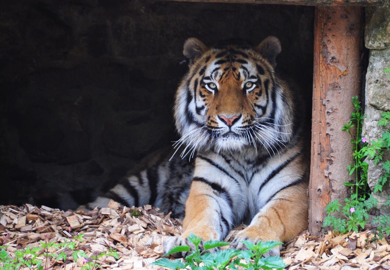 Bild vergrößern: Sibirischer Tiger