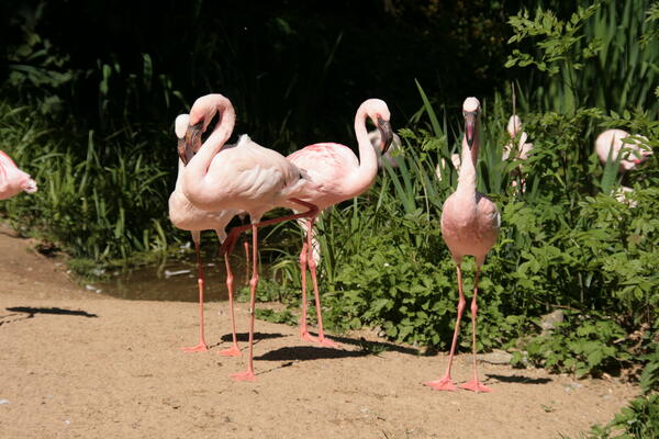 Bild vergrößern: Zwerflamingo