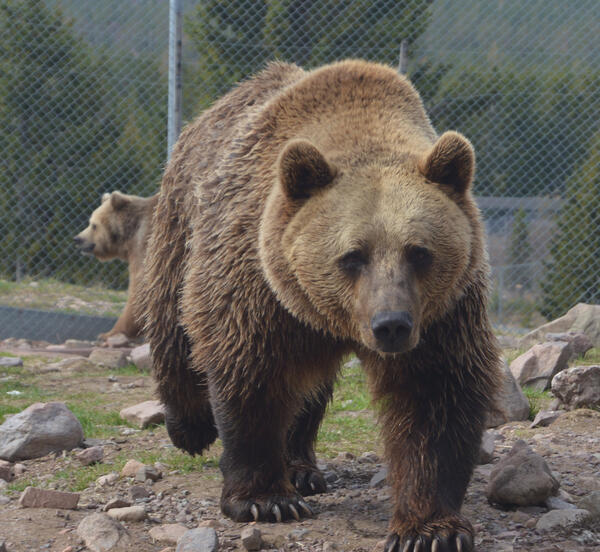 Bild vergrößern: Braunbr Bambam