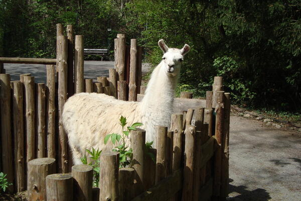 Bild vergrößern: Lama