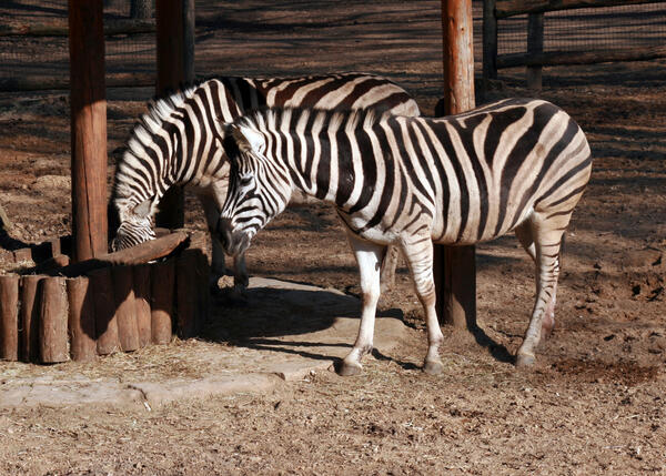 Bild vergrößern: Chapman-Zebras