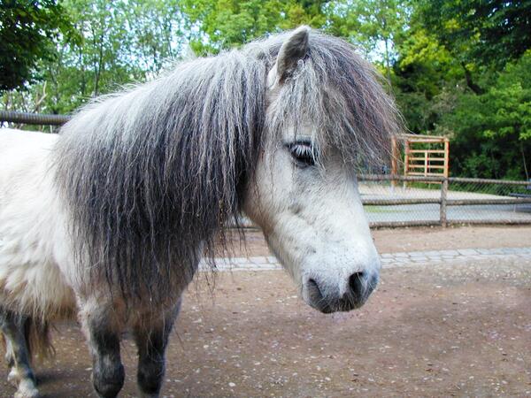 Bild vergrößern: Shetlandpony