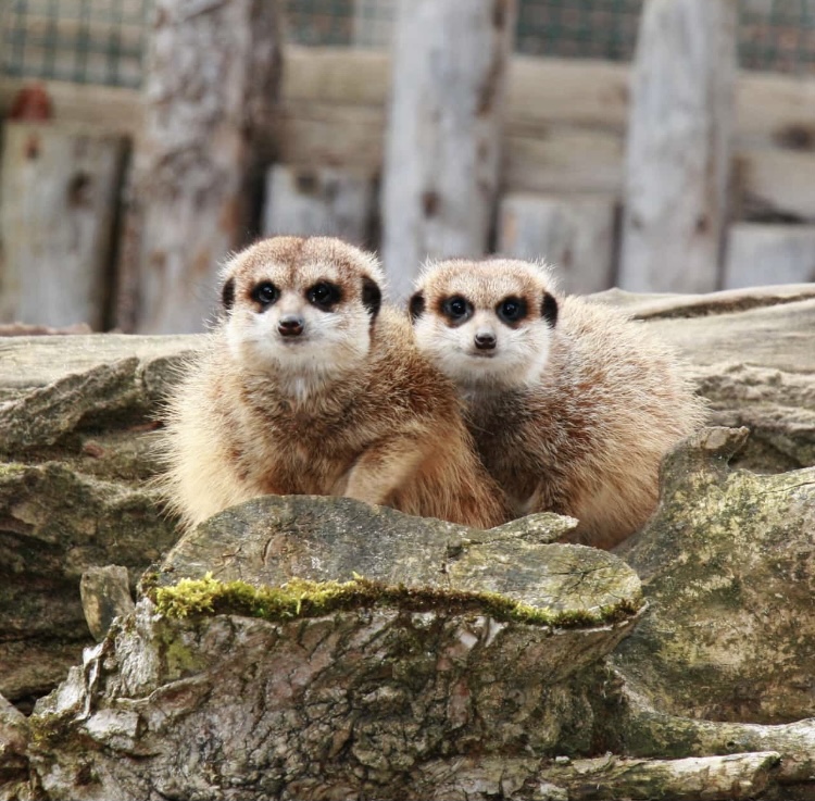 Erdmännchen im Zoo Aschersleben