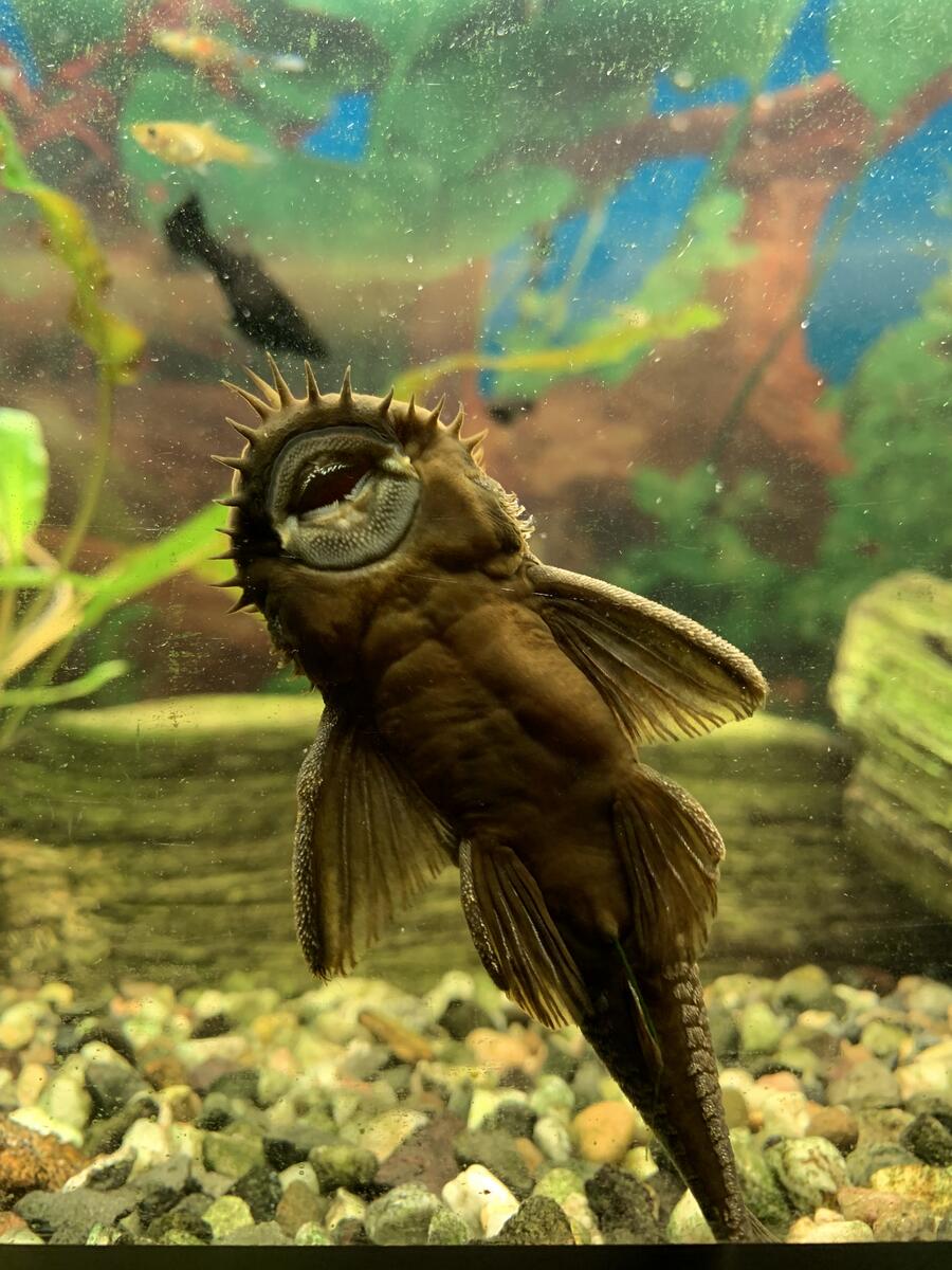 Fische, Amphibien und Reptilien gibt es im "Kleinen Tropenhaus" zu bestaunen