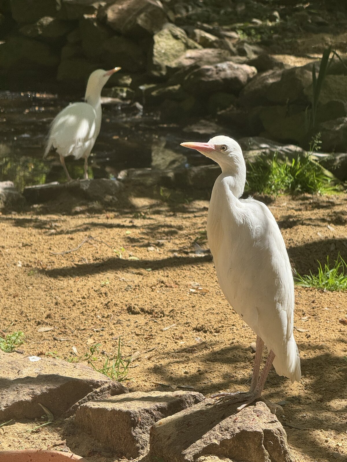 Kuhreiher im Zoo Aschersleben