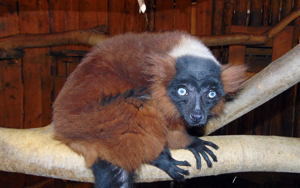 Rote Varis im Zoo Aschersleben