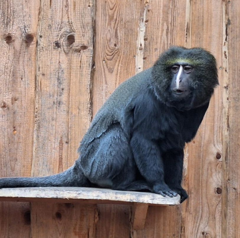Eulenkopfmeerkatze im Zoo Aschersleben