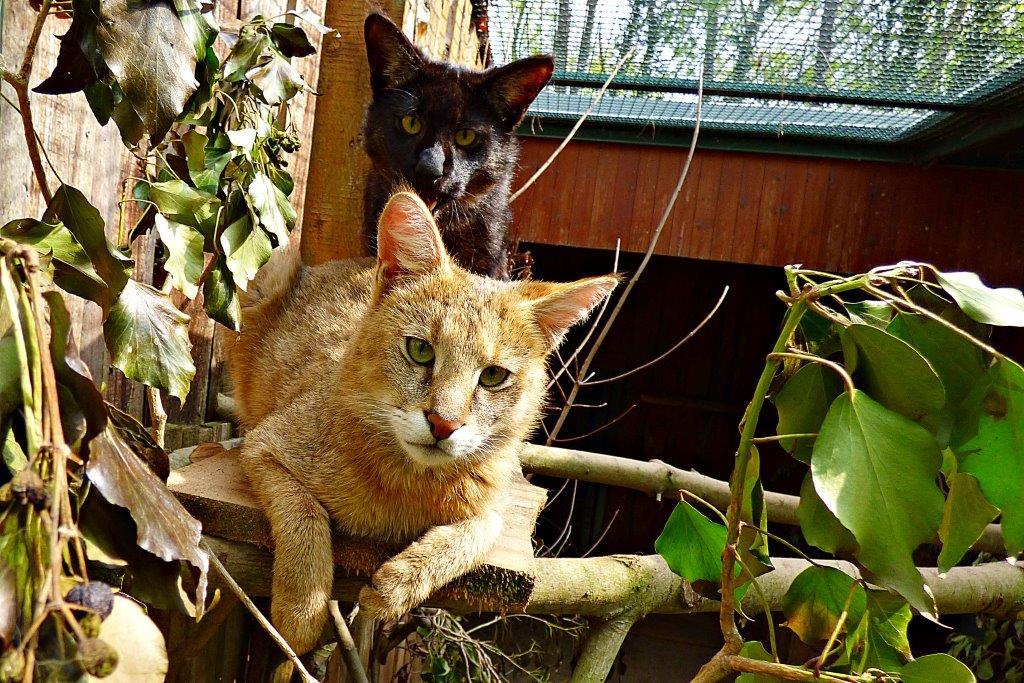 Rohrkatze