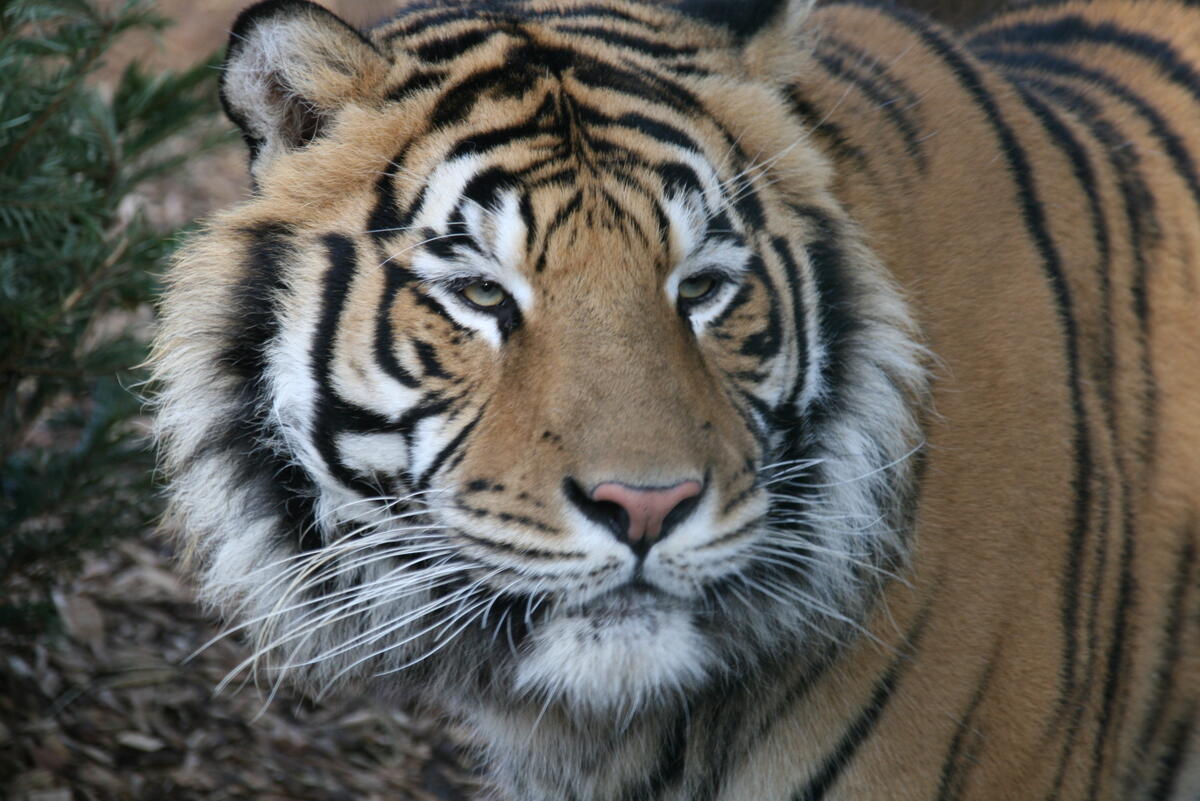 Bengaltiger Kalle