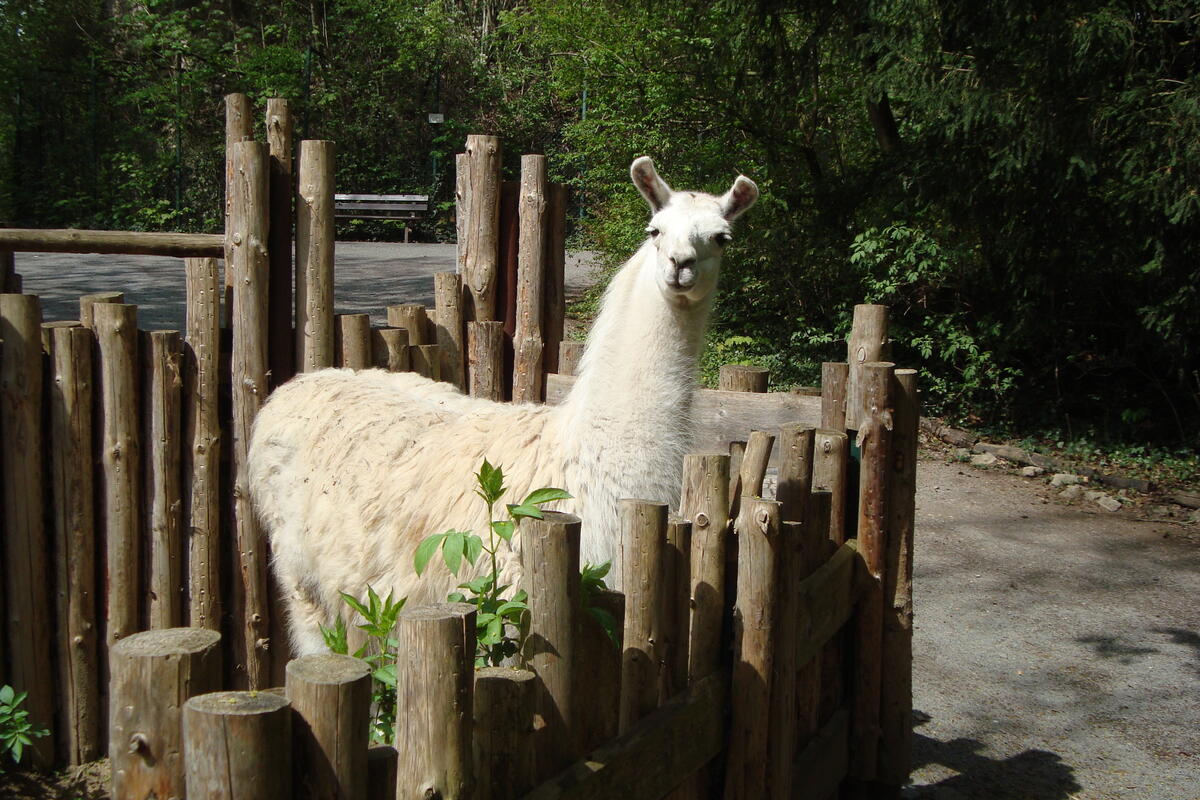 Lama
