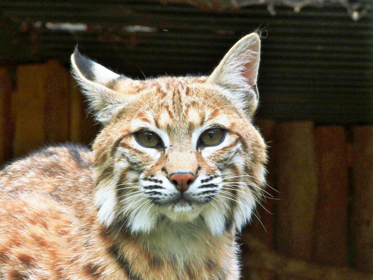 Rotluchs