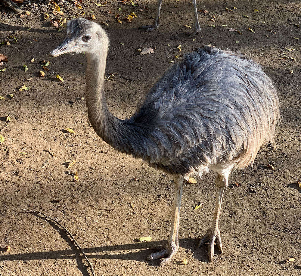 Nandu