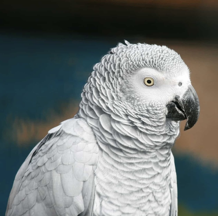 Graupapagei