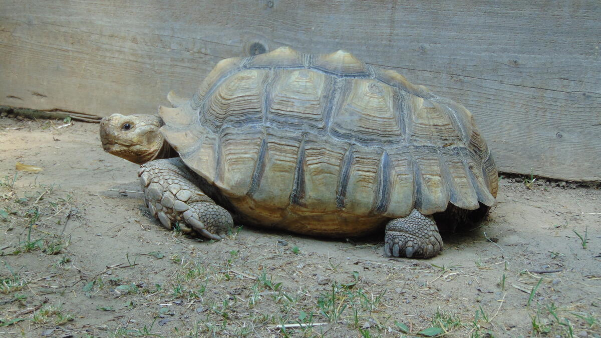 Spornschildkrte
