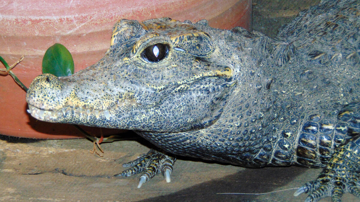 Stumpfkrokodil